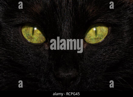 Close-up image of a black cat's eyes, with an intense stare at the viewer Stock Photo