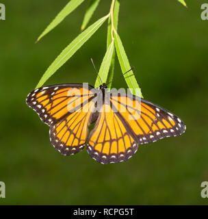 Female Viceroy butterfly laying eggs on tips of Willow tree leaves in fall Stock Photo