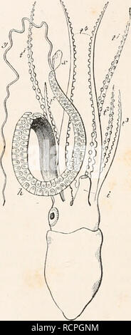 . Elements of comparative anatomy. Anatomy, Comparative. APPENDAGES OF MOLLUSCA. 3^7 all Dibranchiata. The arms of the Octopoda, like the similar ones in the Decapoda, are connected together at their bases by a web, ex- cepting the pair which are nearest to the sides of the funnel. This connecting membrane extends farther in some Octopoda ; sometimes over a few of the arms only (four in Tremoctopus), or over them all (Histioteuthis, more completely in Cirroteuthis), and is continued right up to the tips of the arms. The suckers are special structures found on the arms of the Cephalopoda; they  Stock Photo