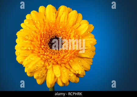 Closeup shot of yellow gerbera with drops against dark blue background. Stock Photo