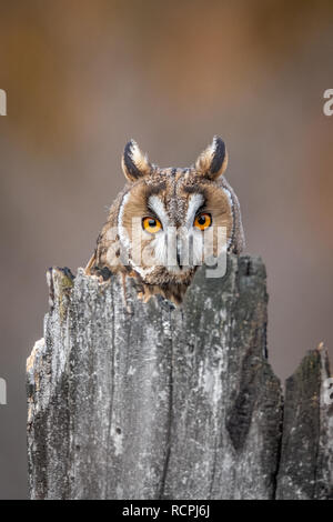 The long-eared owl, also known as the northern long-eared owl, is a species of owl which breeds in Europe, Asia, and North America. Stock Photo