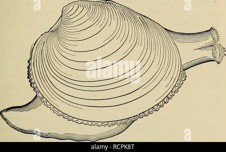 . Elements of comparative zoology. Zoology. MOLLUSCS. 203 cavity with the outer world (fig. 41). In some these siphons may be greatly developed as long tubes and. Fig. 41.—Quahog (Venus mercenaria), with foot and siphons extended. then strong retractor muscles to draw them back are present. All of these muscles—adductors, retractors, etc. —leave their impress on the shell, so that the student, with the shell alone, may know of some of the structures of the soft parts (fig. 42). Water is drawn into the mantle-cavity by means of very minute hair-like structures (cilia) which cover the gills and  Stock Photo