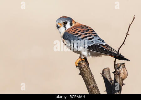 American kestrel hunting from perch Stock Photo