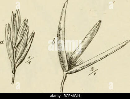 . Deutschlands Gräser und Getreidearten zu leichter Erkenntniss nach dem Wuchse, den Blättern, Blüthen und Früchten zusammengestellt und für die Land- und Forstwirtschaft nach Vorkommen und Nutzen ausführlich beschrieben. Plants. 27. Änlhoxiinlhum odorälHin,. Please note that these images are extracted from scanned page images that may have been digitally enhanced for readability - coloration and appearance of these illustrations may not perfectly resemble the original work.. Jessen, Karl Friedrich Wilhelm, 1821-1889. Leipzig : T. O. Weigel Stock Photo