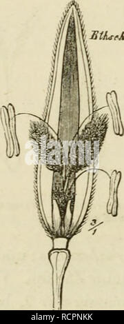 . Deutschlands Gräser und Getreidearten zu leichter Erkenntniss nach dem Wuchse, den Blättern, Blüthen und Früchten zusammengestellt und für die Land- und Forstwirtschaft nach Vorkommen und Nutzen ausführlich beschrieben. Plants. . Please note that these images are extracted from scanned page images that may have been digitally enhanced for readability - coloration and appearance of these illustrations may not perfectly resemble the original work.. Jessen, Karl Friedrich Wilhelm, 1821-1889. Leipzig : T. O. Weigel Stock Photo