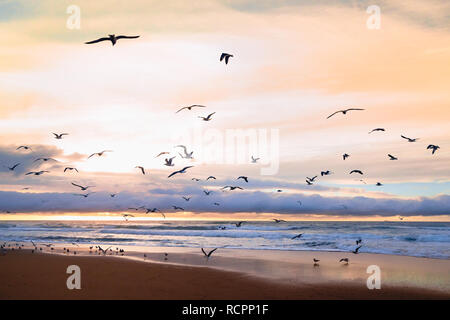Beautiful sunset on a beach with flock of birds and colorful cloudy sky Stock Photo
