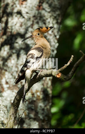 Hoopoe, Latin name Upupa epops, perched on a branch in woodland habitat in dappled sunlight Stock Photo