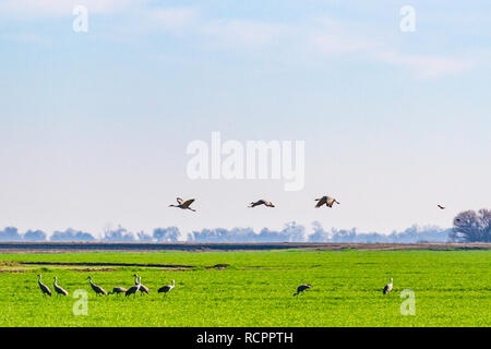 Sandhill cranes in a farm field planted with a winter cover crop at the San Luis National Wildlife refuge in Central California USA Stock Photo