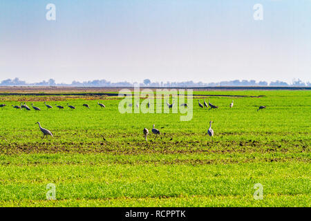 Sandhill cranes in a farm field planted with a winter cover crop at the San Luis National Wildlife refuge in Central California USA Stock Photo