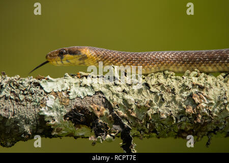 Aesculapian Snake, Zamenis longissimus Stock Photo