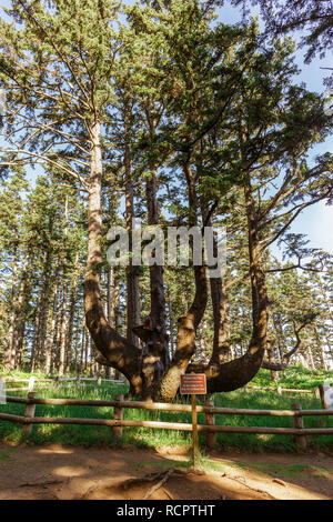 Massive oddly-shaped Octopus Tree (also known as the Council Tree, the Monstrosity Tree, and the Candelabra Tree), Cape Meares State Scenic Viewpoint, Stock Photo