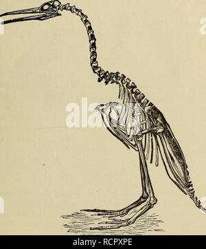 . Elements of comparative zoology. Zoology. BIRDS 355 Subclass I.—Sauruile (Tailed Birds). These forms, found fossil in the lithographic stone of Bavaria, had tails of extreme length, the feathers being arranged on either side of the long tail vertebrae; and they. Fig. 150.—Skeleton of wingless tootheJ. bird (ilesperornis). From Marsh. had teeth in the jaws. Only two specimens are known, the smaller being about the size of a crow, the other some- what larger. They are called Archceopteryx.. Please note that these images are extracted from scanned page images that may have been digitally enhanc Stock Photo