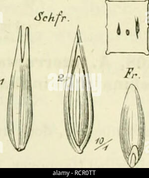 . Deutschlands Gräser und Getreidearten zu leichter Erkenntniss nach dem Wuchse, den Blättern, Blüthen und Früchten zusammengestellt und für die Land- und Forstwirtschaft nach Vorkommen und Nutzen ausführlich beschrieben. Plants. . Please note that these images are extracted from scanned page images that may have been digitally enhanced for readability - coloration and appearance of these illustrations may not perfectly resemble the original work.. Jessen, Karl Friedrich Wilhelm, 1821-1889. Leipzig : T. O. Weigel Stock Photo