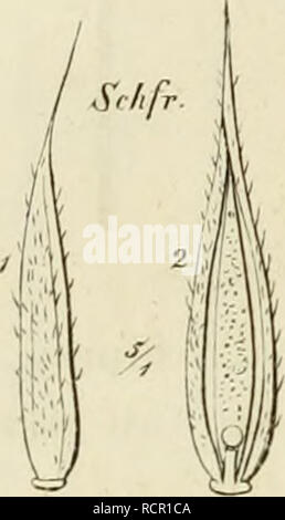 . Deutschlands Gräser und Getreidearten zu leichter Erkenntniss nach dem Wuchse, den Blättern, Blüthen und Früchten zusammengestellt und für die Land- und Forstwirtschaft nach Vorkommen und Nutzen ausführlich beschrieben. Plants. 124 •V. Kapitel.. Please note that these images are extracted from scanned page images that may have been digitally enhanced for readability - coloration and appearance of these illustrations may not perfectly resemble the original work.. Jessen, Karl Friedrich Wilhelm, 1821-1889. Leipzig : T. O. Weigel Stock Photo