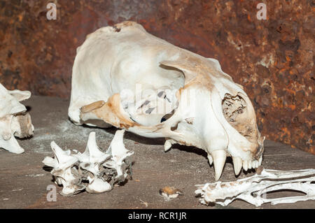 Brown fur seal skull, Cape cross lodge museum, Namibia Stock Photo