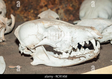 brown hyena skull, Cape cross lodge museum, Namibia Stock Photo