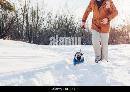 Pug dog walking on snow with his master. Puppy wearing winter coat. Clothes for animals Stock Photo