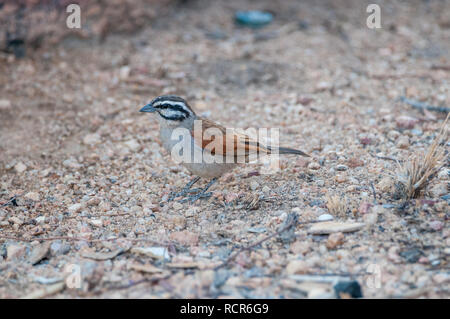 Cape bunting, Emberiza capensis, on the ground, Namibia Stock Photo