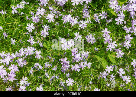 Subulate phlox lilac color, many colors, top view. Stock Photo