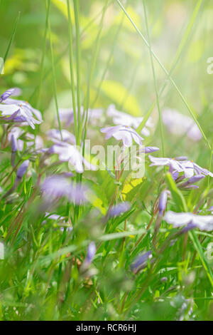 Subulate Phlox, many colors in the sunlight close-up. Stock Photo