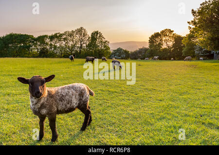 A wooly lamb in the foreground of a grass field of lambs and sheep with blossoming trees at sunset. Stock Photo