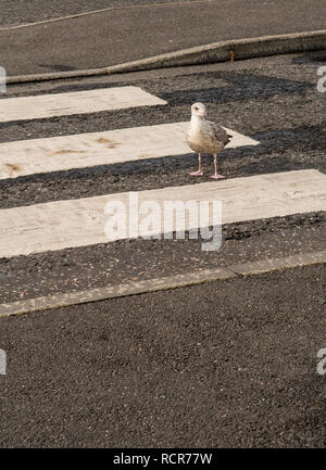 Walking Seagull On Crosswalk Over Street Stock Photo