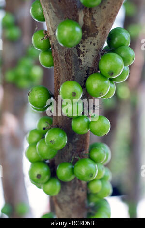 A full green fruit covered branch of 'jabuticaba' (Plinia cauliflora), known as Brazilian grapetree in the tree Stock Photo