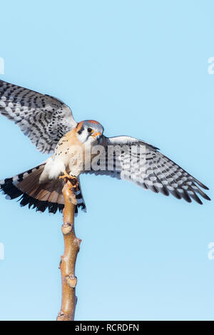 American kestrel hunting from perch Stock Photo