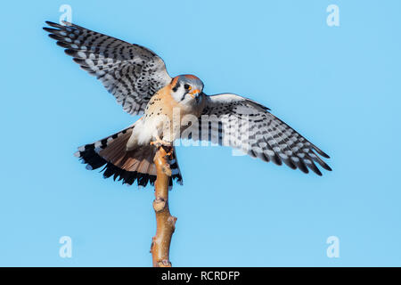 American kestrel hunting from perch Stock Photo