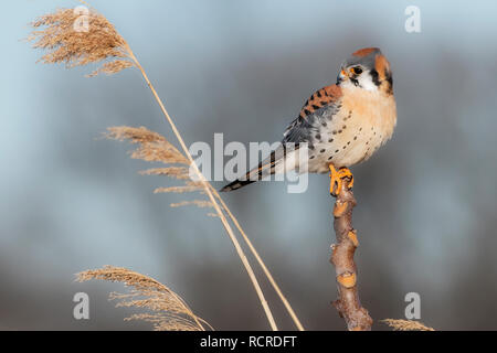 American kestrel hunting from perch Stock Photo