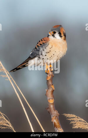 American kestrel hunting from perch Stock Photo