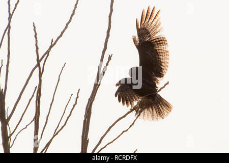 Balancing red tailed hawk silhouette Stock Photo