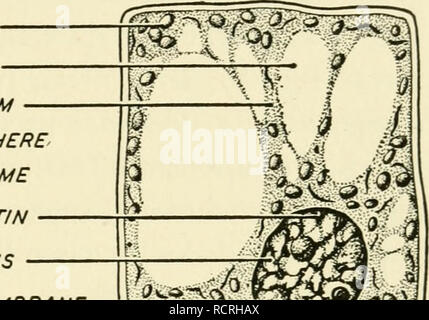 Types of plastids Stock Photo - Alamy