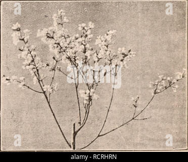 . Descriptive catalogue of flowering, ornamental trees, shrubs, bulbs, herbs, climbers, fruit trees, &amp;c., &amp;c., &amp;c. / for sale by the Yokohama Nursery Co., Limited.. Nursery Catalogue. CATAI.()GUP: of the YOKOIIAIVIA nursery Co., Lti>. (IDllj. Daplme odora, white flowering Daphne odora, Avhitc margined leaves, Avhite flower (pot grown) Dapliue odora, white margined loaves, pink flo>er (i)ot grown) Dapliiie geiikwa, pretty Lilae-like flowers in rae(>me. Fatsia japoiiica, (Aralia Sieboldi) well known garden tree, its luxuriant evergreen lustrous foliages deserve high commend Stock Photo