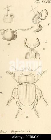. Deutschlands insecten. Beetles. . Please note that these images are extracted from scanned page images that may have been digitally enhanced for readability - coloration and appearance of these illustrations may not perfectly resemble the original work.. Sturm, Jakob, 1771-1848; Sturm, Johann Heinrich Christian Friedrich, 1805-1862, ed; Gillmeister, C. J. F. Nurnberg, Gedruckt auf kosten des verfassers Stock Photo