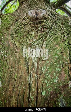 Location - Date  -  Pattern of Green Moss on Tree Bark 2 Stock Photo