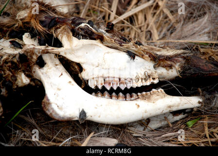 Decomposing Deer Carcass Covered in Insects Stock Photo