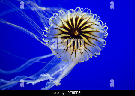 Chrysaora hysoscella, the compass jellyfish, swimming on a blue background. The compass jellyfish is native to the Atlantic Ocean. Stock Photo