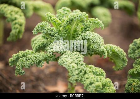 Darkibor curly kale (Brassica oleracea var. acephala) growing in a garden. Stock Photo