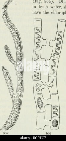 . The elements of botany for beginners and for schools. Botany. 170 ...