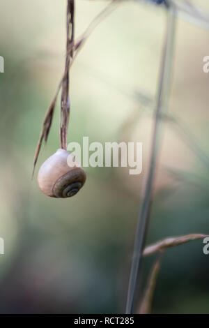 empty snail shell hanging on a blade of grass Stock Photo