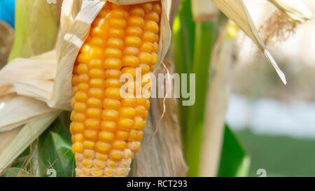 Closeup of corn cob growing on a stalk indoors, ripened, ready for harvest in the fall (autumn). Stock Photo