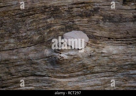 small leaf on wooden board background Stock Photo