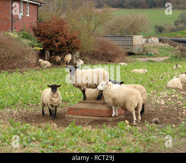 Flock of black faced Sheep in an English crop field Stock Photo