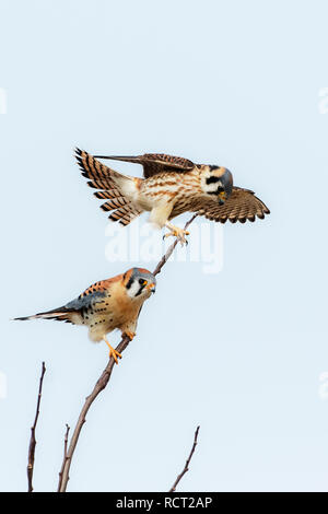 Male and female American kestrels hunting from perch Stock Photo