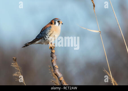 American kestrel hunting from perch Stock Photo