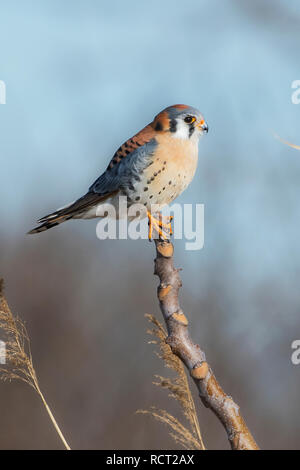 American kestrel hunting from perch Stock Photo