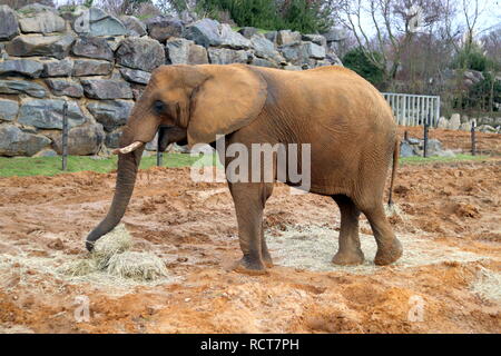 African elephant at Colchester Zoo, Essex, UK Stock Photo