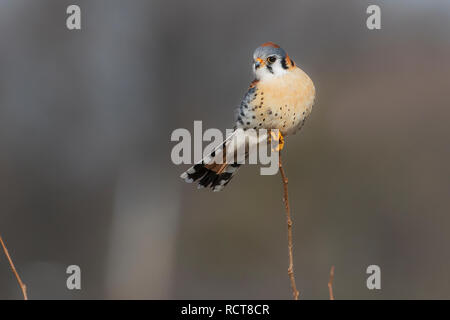 American kestrel hunting from perch Stock Photo