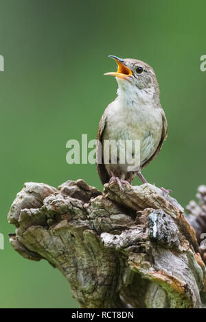 Singing house wren Stock Photo